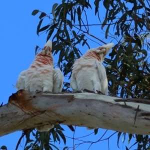 Cacatua tenuirostris X sanguinea at Hughes, ACT - 2 Dec 2023