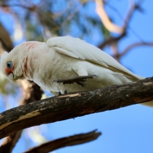 Cacatua tenuirostris X sanguinea at Hughes, ACT - 2 Dec 2023