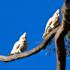 Cacatua tenuirostris X sanguinea at Hughes, ACT - 2 Dec 2023