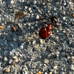 Pheidole sp. (genus) (Seed-harvesting ant) at Pialligo, ACT - 5 Dec 2023 by FeralGhostbat