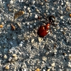 Pheidole sp. (genus) (Seed-harvesting ant) at Pialligo, ACT - 6 Dec 2023 by FeralGhostbat