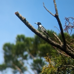 Cracticus nigrogularis (Pied Butcherbird) at Corinda, QLD - 3 Dec 2023 by Darcy