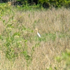 Bubulcus coromandus (Eastern Cattle Egret) at Rocklea, QLD - 3 Dec 2023 by Darcy
