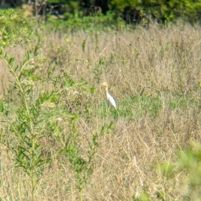 Bubulcus coromandus (Eastern Cattle Egret) at Rocklea, QLD - 3 Dec 2023 by Darcy