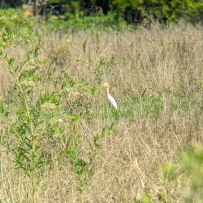 Bubulcus coromandus (Eastern Cattle Egret) at Rocklea, QLD - 2 Dec 2023 by Darcy