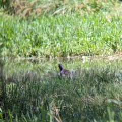 Porphyrio melanotus (Australasian Swamphen) at Rocklea, QLD - 2 Dec 2023 by Darcy