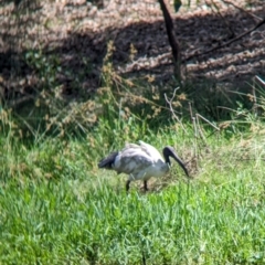 Threskiornis molucca (Australian White Ibis) at Rocklea, QLD - 3 Dec 2023 by Darcy
