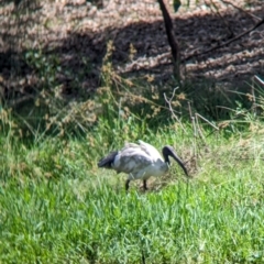 Threskiornis molucca (Australian White Ibis) at Rocklea, QLD - 2 Dec 2023 by Darcy