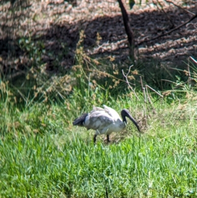 Threskiornis molucca (Australian White Ibis) at Rocklea, QLD - 3 Dec 2023 by Darcy
