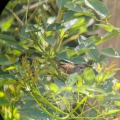 Lichmera indistincta (Brown Honeyeater) at Rocklea, QLD - 3 Dec 2023 by Darcy