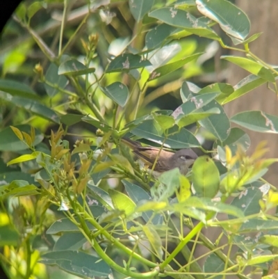 Lichmera indistincta (Brown Honeyeater) at Rocklea, QLD - 3 Dec 2023 by Darcy