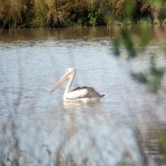 Pelecanus conspicillatus (Australian Pelican) at Rocklea, QLD - 2 Dec 2023 by Darcy