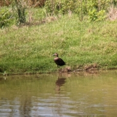 Anas superciliosa (Pacific Black Duck) at Rocklea, QLD - 2 Dec 2023 by Darcy