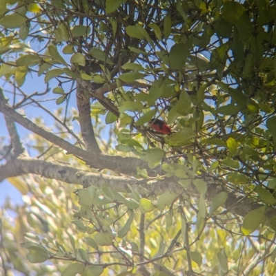 Myzomela sanguinolenta (Scarlet Honeyeater) at Rocklea, QLD - 2 Dec 2023 by Darcy