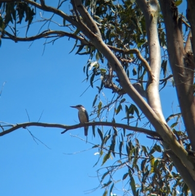 Todiramphus sanctus (Sacred Kingfisher) at Corinda, QLD - 2 Dec 2023 by Darcy