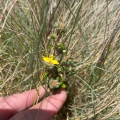 Asterolasia trymalioides (Alpine Star Bush) at Namadgi National Park - 5 Dec 2023 by nath_kay