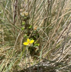 Asterolasia trymalioides at Namadgi National Park - 5 Dec 2023