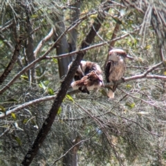 Dacelo novaeguineae (Laughing Kookaburra) at Corinda, QLD - 3 Dec 2023 by Darcy