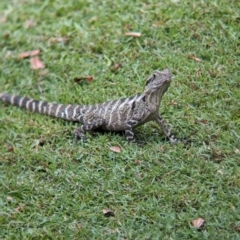 Intellagama lesueurii lesueurii at Brisbane City, QLD - 4 Dec 2023 by Darcy