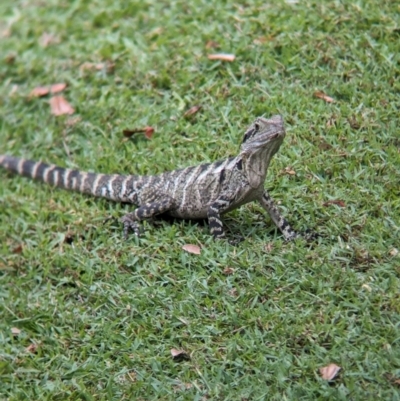 Unidentified Dragon at Brisbane City, QLD - 3 Dec 2023 by Darcy