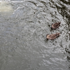 Anas superciliosa (Pacific Black Duck) at Brisbane City, QLD - 4 Dec 2023 by Darcy