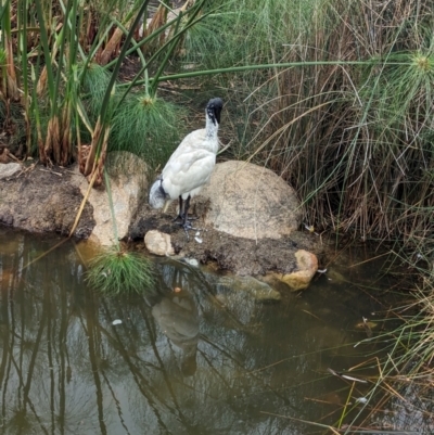 Threskiornis molucca (Australian White Ibis) at Brisbane City, QLD - 3 Dec 2023 by Darcy