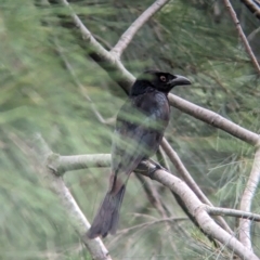 Dicrurus bracteatus (Spangled Drongo) at Brisbane City, QLD - 3 Dec 2023 by Darcy