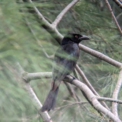 Dicrurus bracteatus (Spangled Drongo) at Brisbane City, QLD - 3 Dec 2023 by Darcy