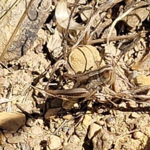 Macrotona australis at Mitchell, ACT - 6 Dec 2023