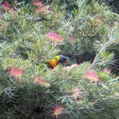 Trichoglossus moluccanus (Rainbow Lorikeet) at Brisbane City, QLD - 3 Dec 2023 by Darcy