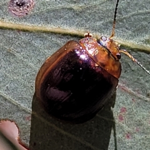 Paropsisterna cloelia at Mitchell, ACT - 6 Dec 2023 10:34 AM