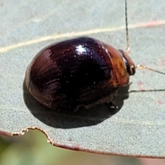 Paropsisterna cloelia at Mitchell, ACT - 6 Dec 2023