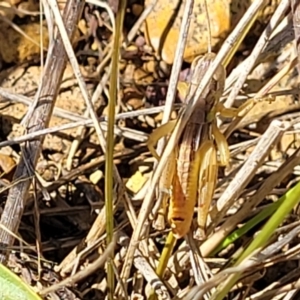 Praxibulus sp. (genus) at Mitchell, ACT - 6 Dec 2023