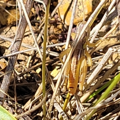 Praxibulus sp. (genus) (A grasshopper) at Mitchell, ACT - 6 Dec 2023 by trevorpreston