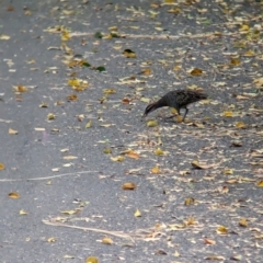 Gallirallus philippensis (Buff-banded Rail) at Brisbane City, QLD - 3 Dec 2023 by Darcy