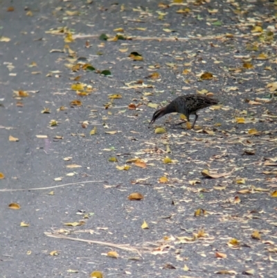 Gallirallus philippensis (Buff-banded Rail) at Brisbane City, QLD - 4 Dec 2023 by Darcy