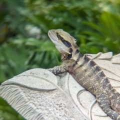 Unidentified Dragon at Brisbane City, QLD - 3 Dec 2023 by Darcy