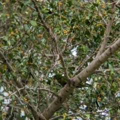 Trichoglossus chlorolepidotus (Scaly-breasted Lorikeet) at Brisbane City, QLD - 3 Dec 2023 by Darcy