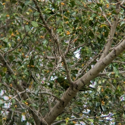 Trichoglossus chlorolepidotus (Scaly-breasted Lorikeet) at Brisbane City, QLD - 3 Dec 2023 by Darcy