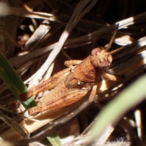 Phaulacridium vittatum at Belconnen, ACT - 4 Dec 2023