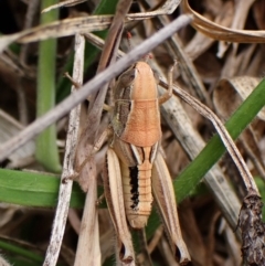 Praxibulus sp. (genus) (A grasshopper) at Belconnen, ACT - 3 Dec 2023 by CathB