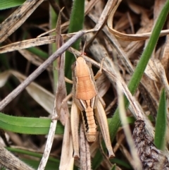 Praxibulus sp. (genus) at Mount Painter - 3 Dec 2023 03:00 PM