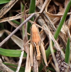 Praxibulus sp. (genus) at Mount Painter - 3 Dec 2023