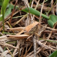 Praxibulus sp. (genus) at Mount Painter - 3 Dec 2023