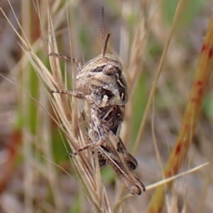 Oedaleus australis at Mount Painter - 2 Dec 2023 02:56 PM