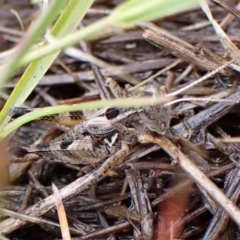 Brachyexarna lobipennis (Stripewinged meadow grasshopper) at Belconnen, ACT - 2 Dec 2023 by CathB