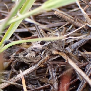 Brachyexarna lobipennis at Mount Painter - 2 Dec 2023