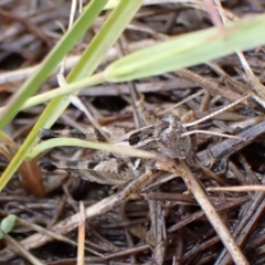 Brachyexarna lobipennis at Mount Painter - 2 Dec 2023