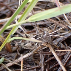 Brachyexarna lobipennis at Mount Painter - 2 Dec 2023