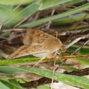 Helicoverpa (genus) at Mount Painter - 3 Dec 2023